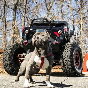 bullie