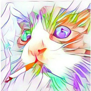 gatto canone 