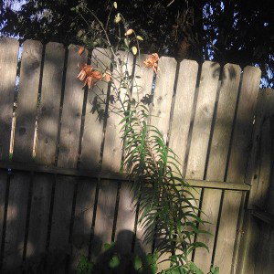 tiger Lilly