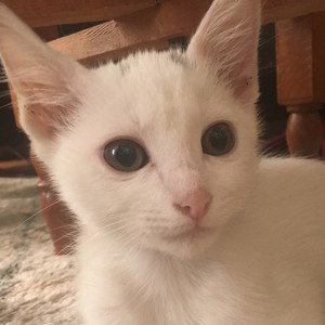 PRINCE «  WHYTHI »