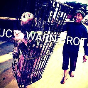 IUC 🐖 Warn Brother