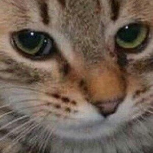 ЧТО? 