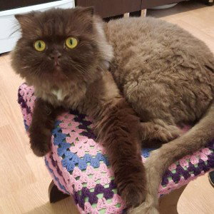 10 лимонов