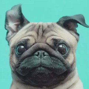 Iluha06-DOG