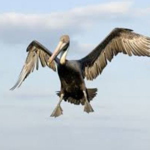 "Fly like a pelican" freestyle