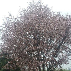 самурай 