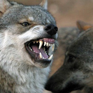 animal brutal