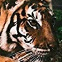 il rap della jungle