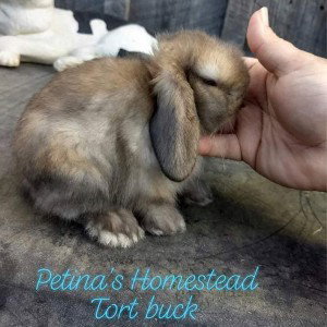 young fac alitus for my son yes the bunny Rip