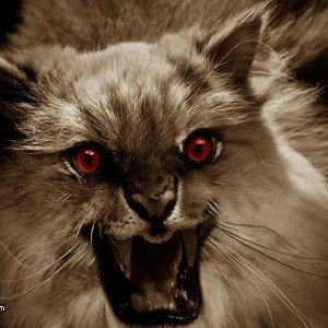 Nasty Cat