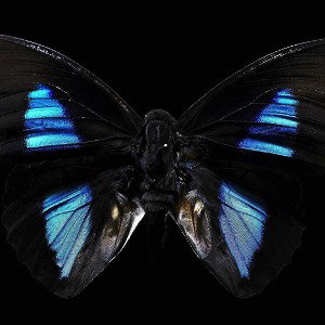 No Name - Butterfly (MGK These Walls Remix) 