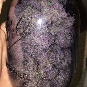 ROLLIN UP DRAFT1