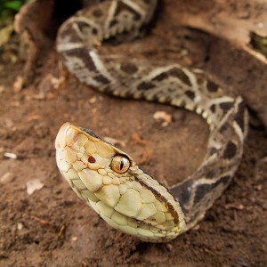 fer-de-lance