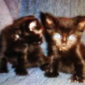 cathouse