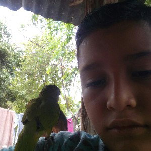 vengo