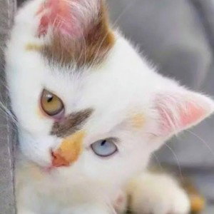 кошка