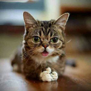 I’LL CURB STOMP YOUR FUCKING CAT