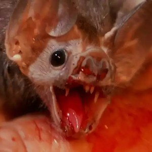 Who Let the Bats Out?