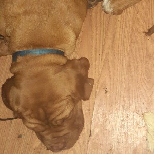 my dead dog