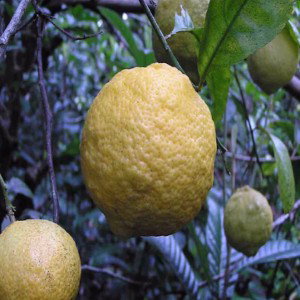 Lemonade