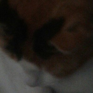 Faceshot