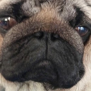 Lubimy głośną muzę! niuniek ft. OskarProGamer