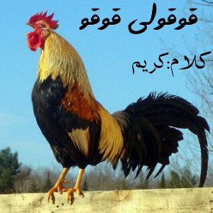 qoqoli qoqo