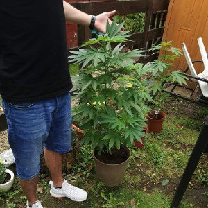 NKL- Sunny ☆ Weed ☆ Day 