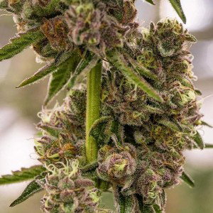 The WeeD