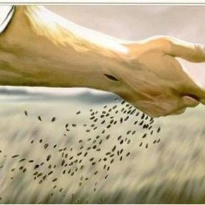 somos sembradores de Dios