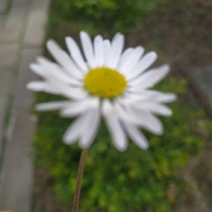 seri1