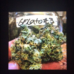 GELATO 3Style