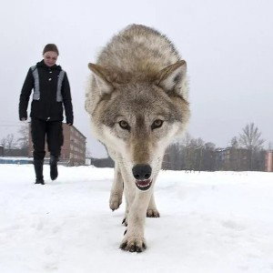 волки в городе
