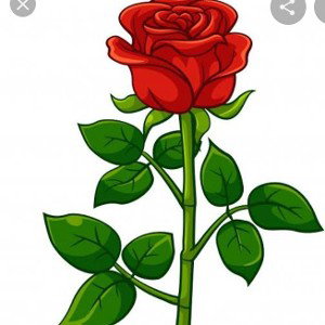 rosa 
