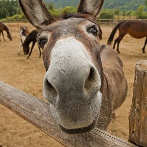 Donkey