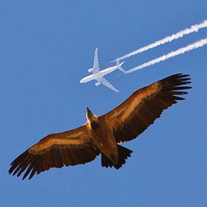 Capítulo - Aviões e Passarinhos
