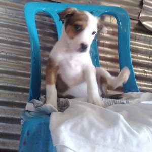 un puto free