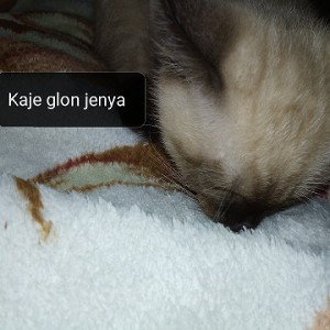 Kaje Glon JENYA