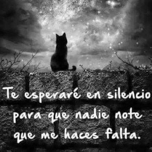 El lloro del Silencio