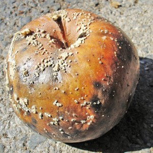 Le fruit de mon passé 