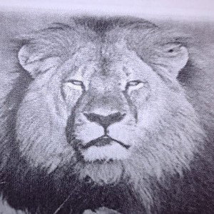 lionc