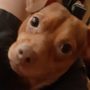 dogs 