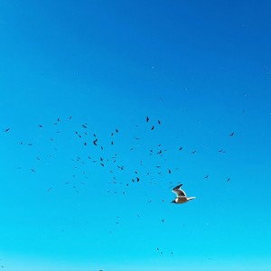 Tried It All-Demo 