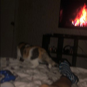 Ода кошке инвалиду 