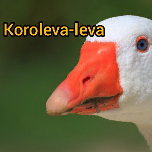 Koroleva-leva 