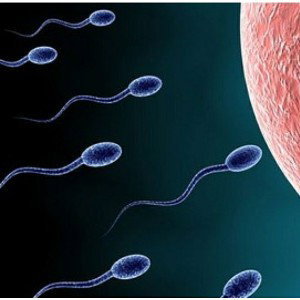 Sperm  ( demo)