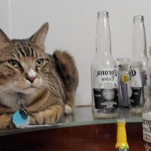 got a case of corona