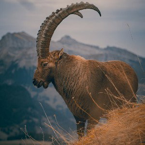 I'M MA GOAT 🐐