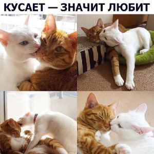 Любовь