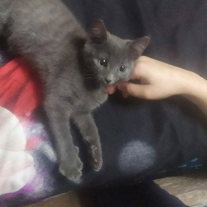 она не котенок